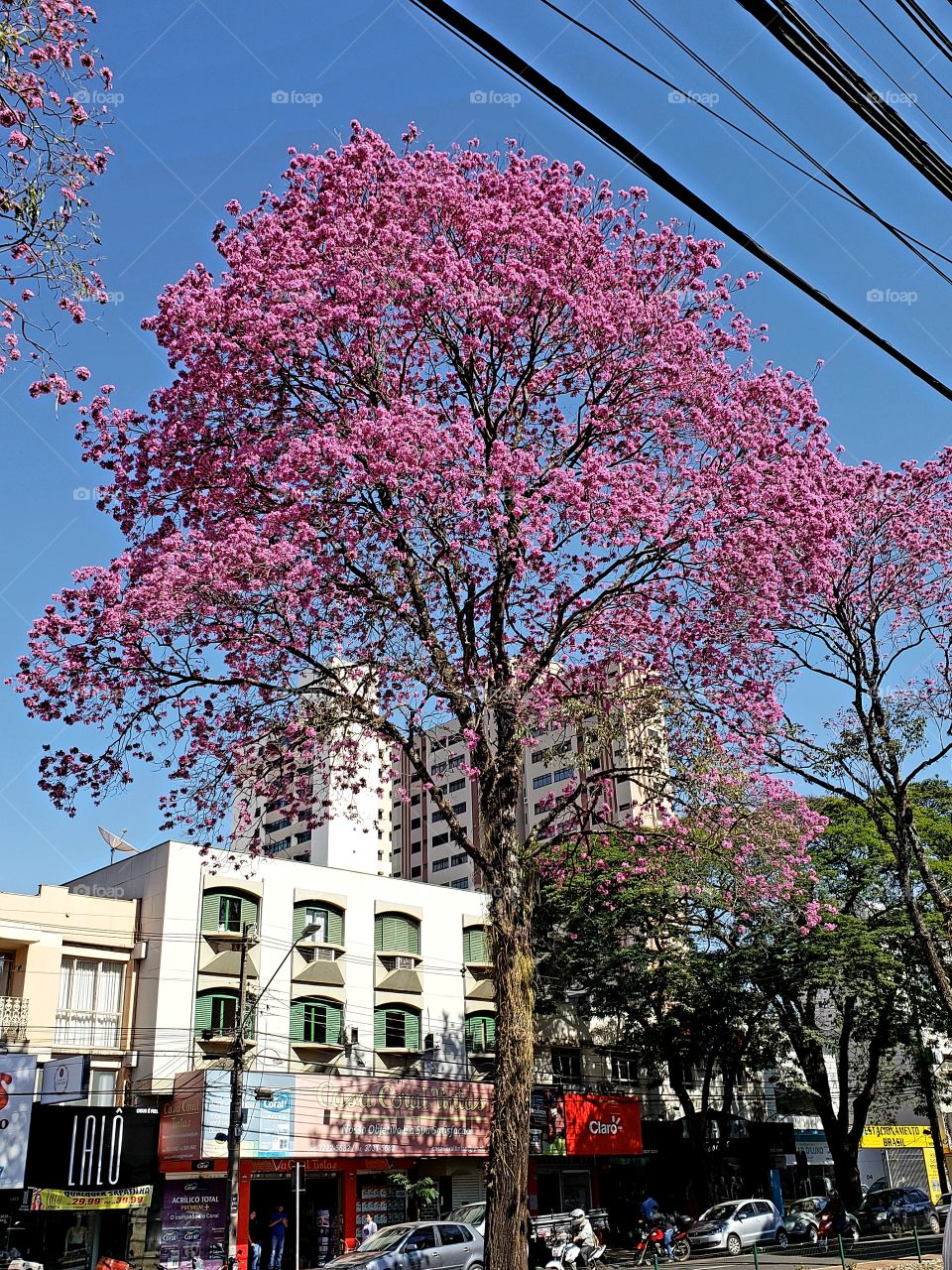 Pink flowers, tree