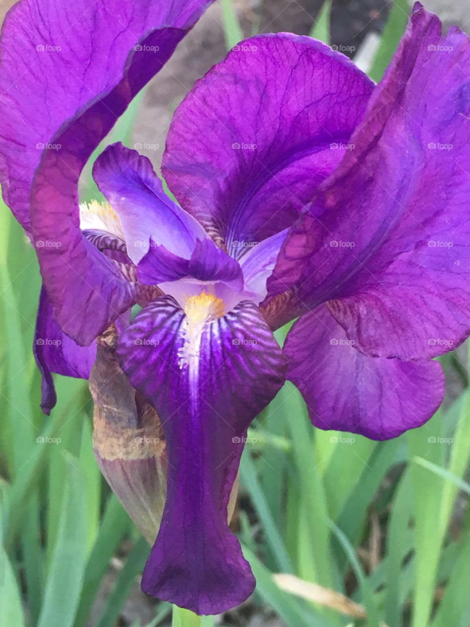 Blue iris flower, garden flower 