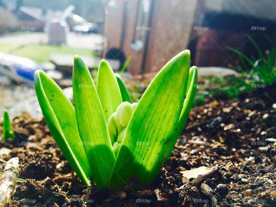 Nature, Leaf, Soil, Flora, No Person