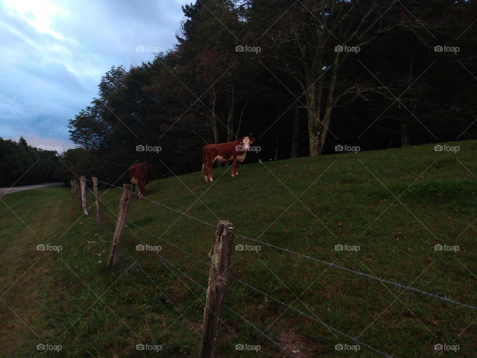 A single, solitary cow