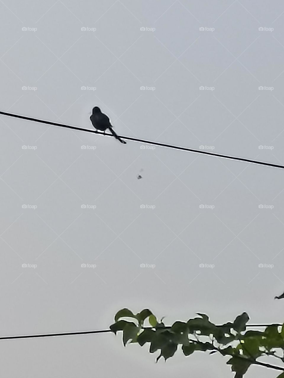 the black billed magpie