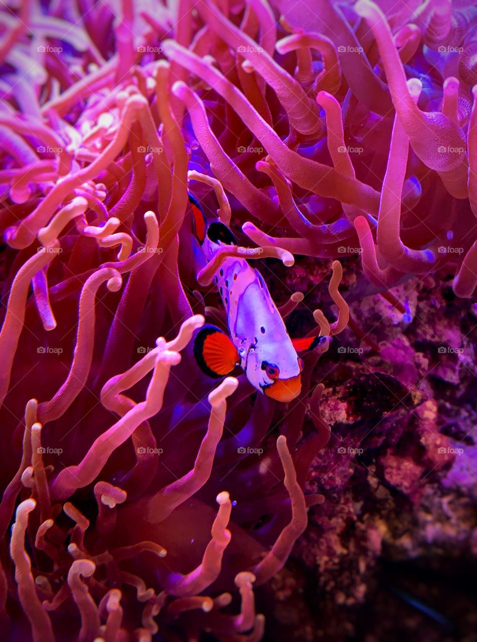 Clown fish coming out of an anemone—taken in Merrillville, Indiana 