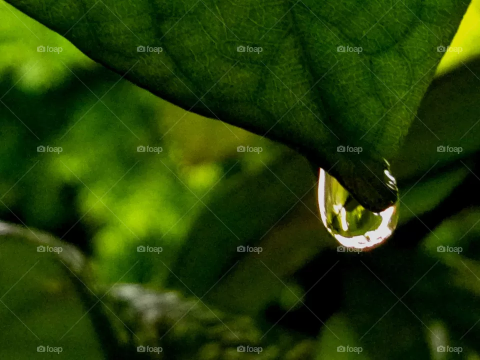 rain drop