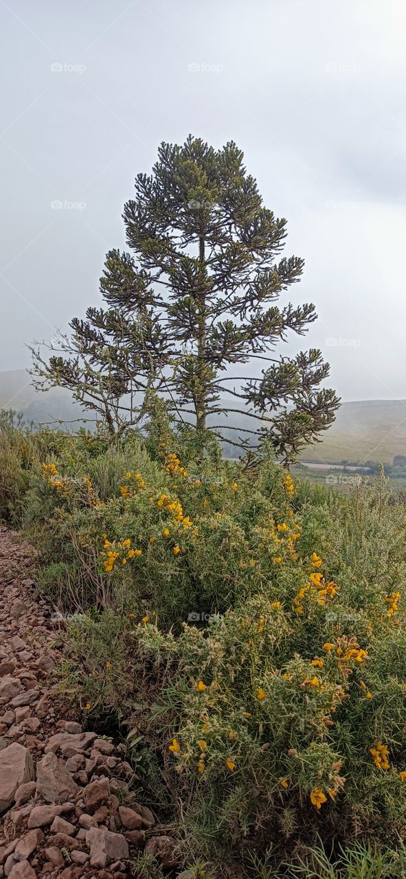 Pine tree and yellow flowers