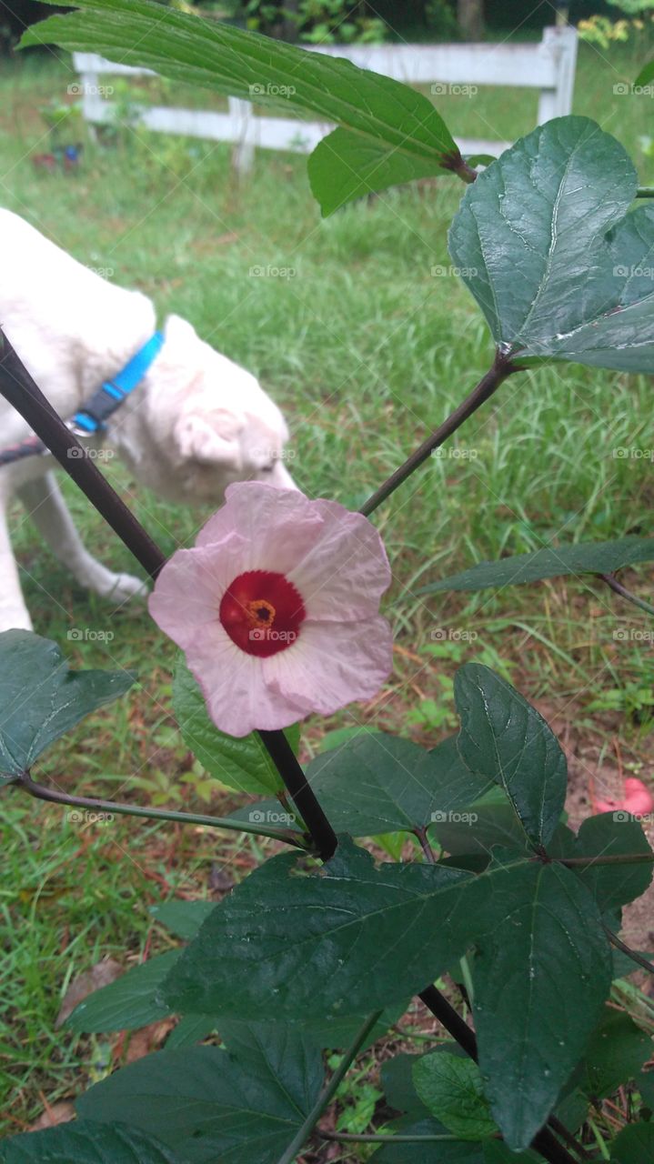 Flower and Dog