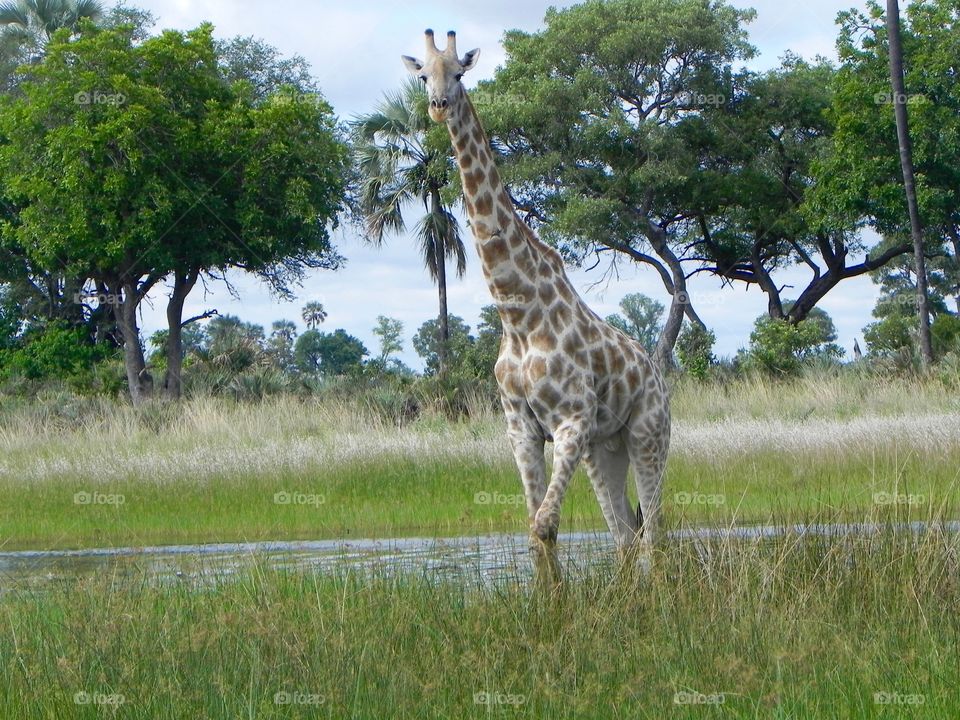 A giraffe crossing a marsh in Botswana 