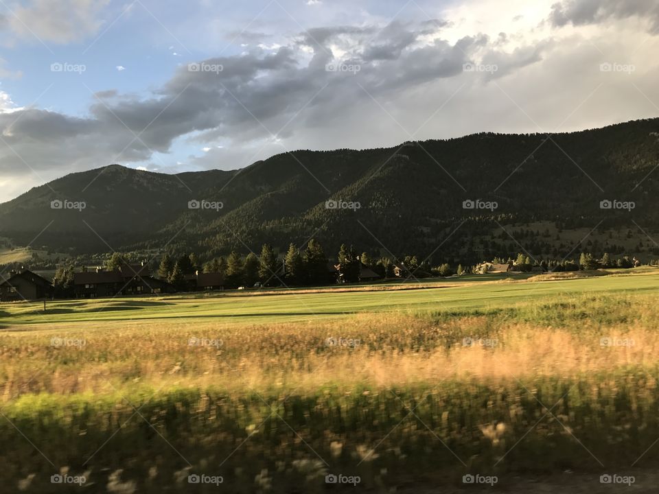 Montana Meadow