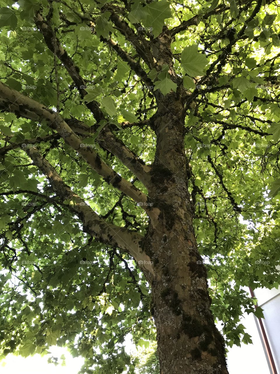 A beautiful tree standing at my bus stop.