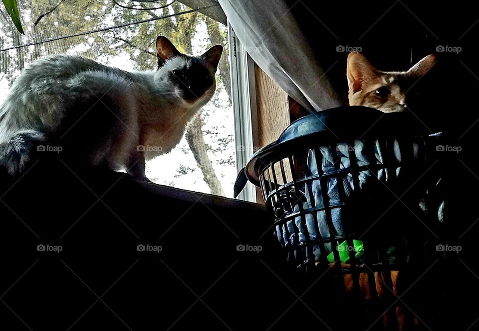 kitty concentration disturbed