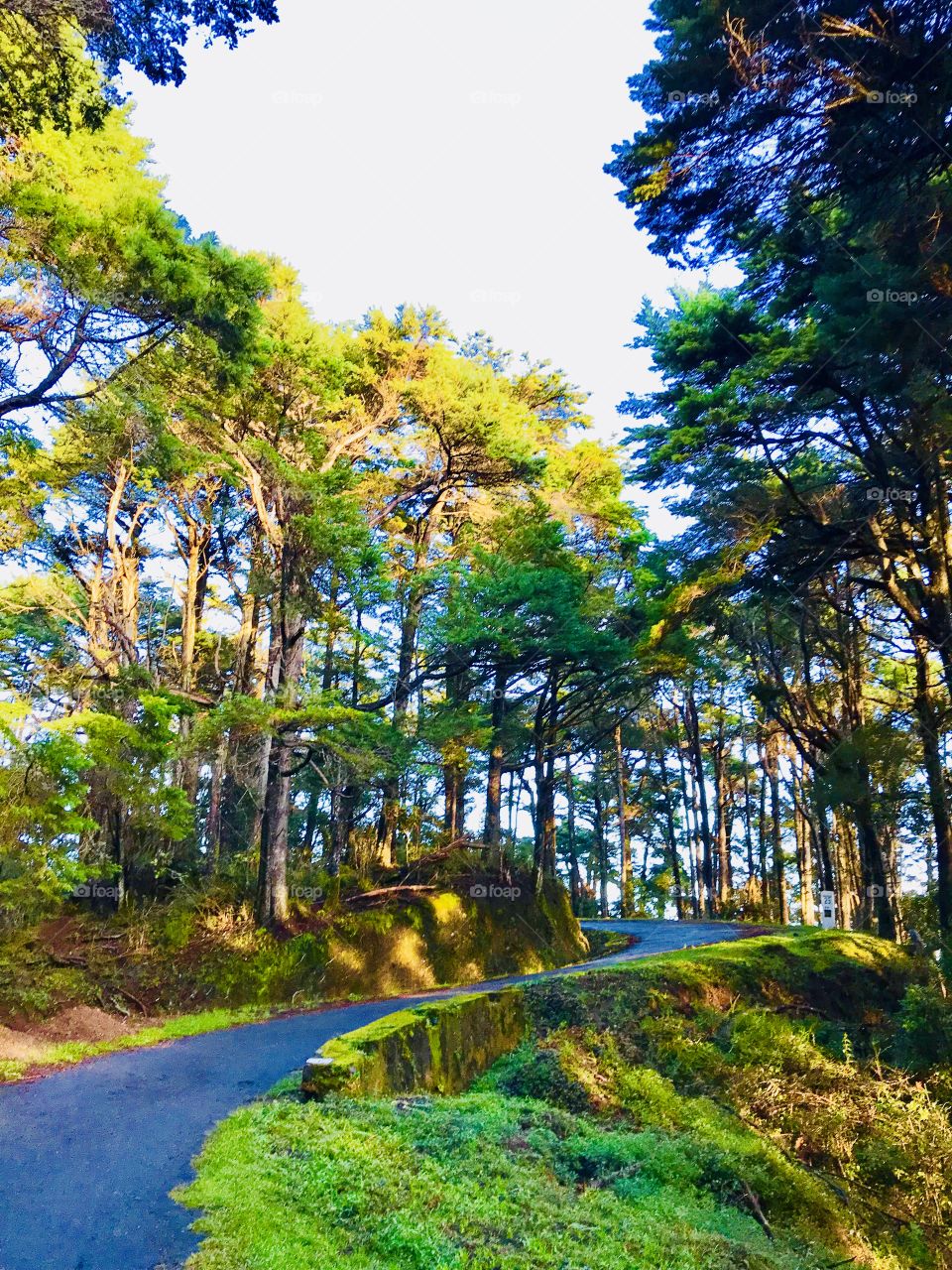 Roadway in middle of Jungle 
