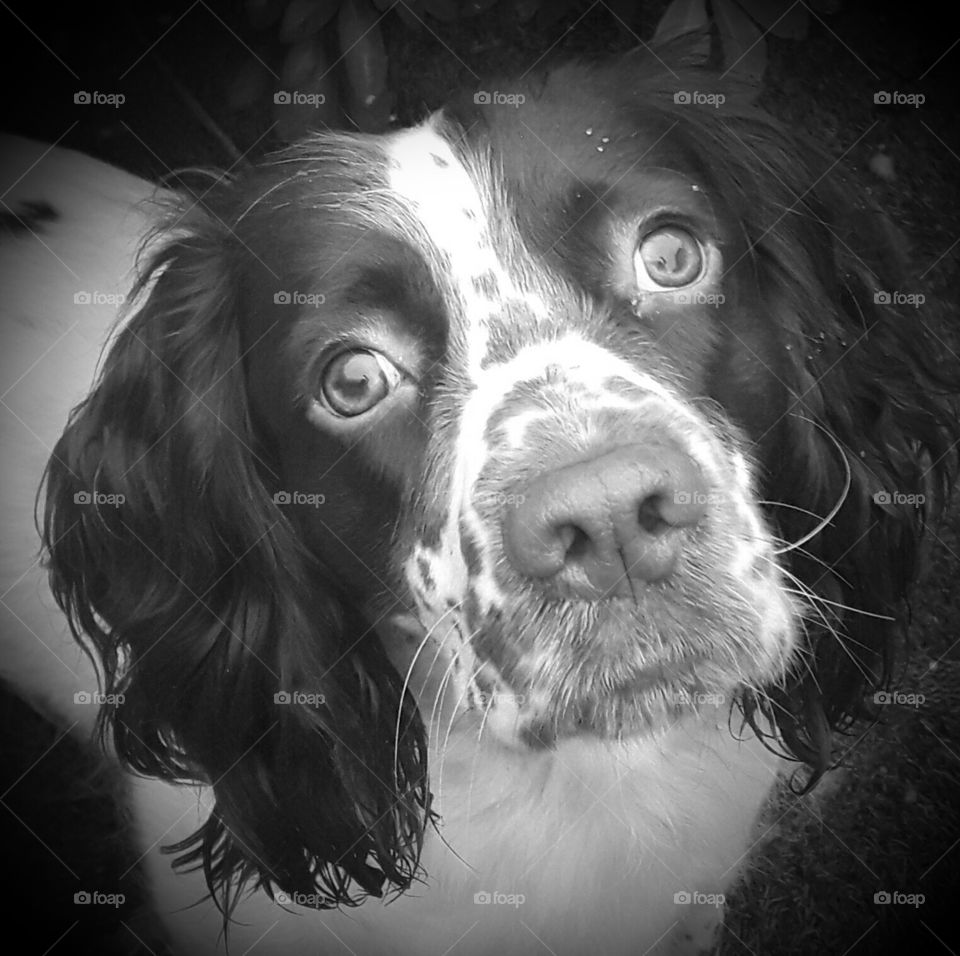 English springer spaniel