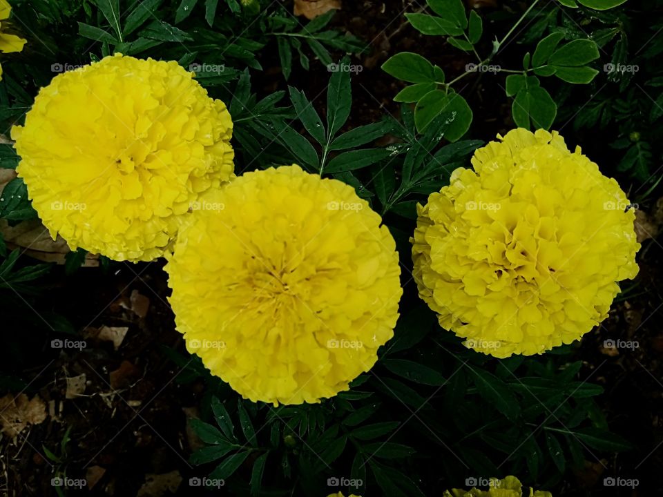 We are yellow buddies