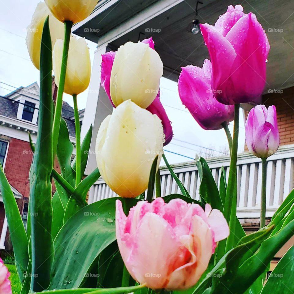 Spring tulips in Multiple Colors