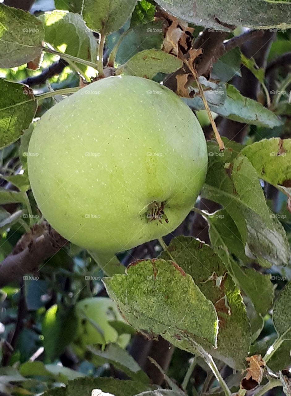 Green apples on a tree in the garden
