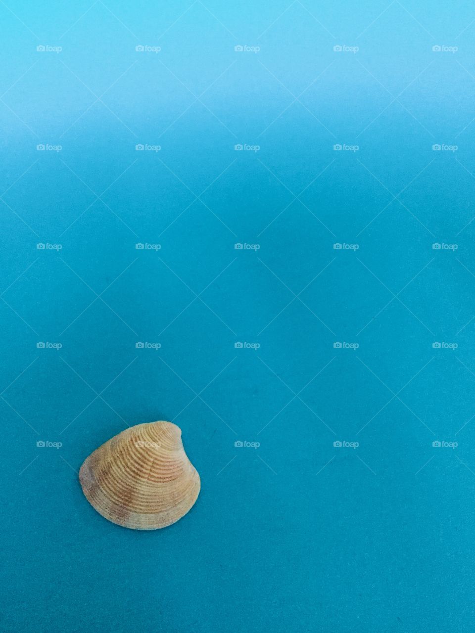 Blue background with seashell. 