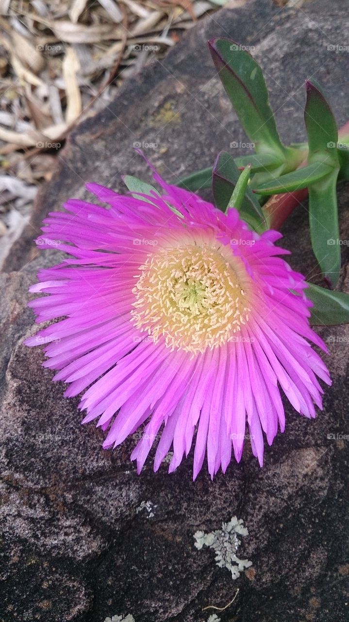 Pink Flowering PigFace