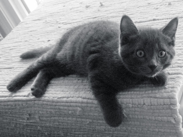 Just over 10 years ago my hubby thought it was a good idea to feed a stray pregnant cat smoked salmon. She decided to stay with us camping & had her four boys in our tent trailer. This is Charlie the youngest. 
