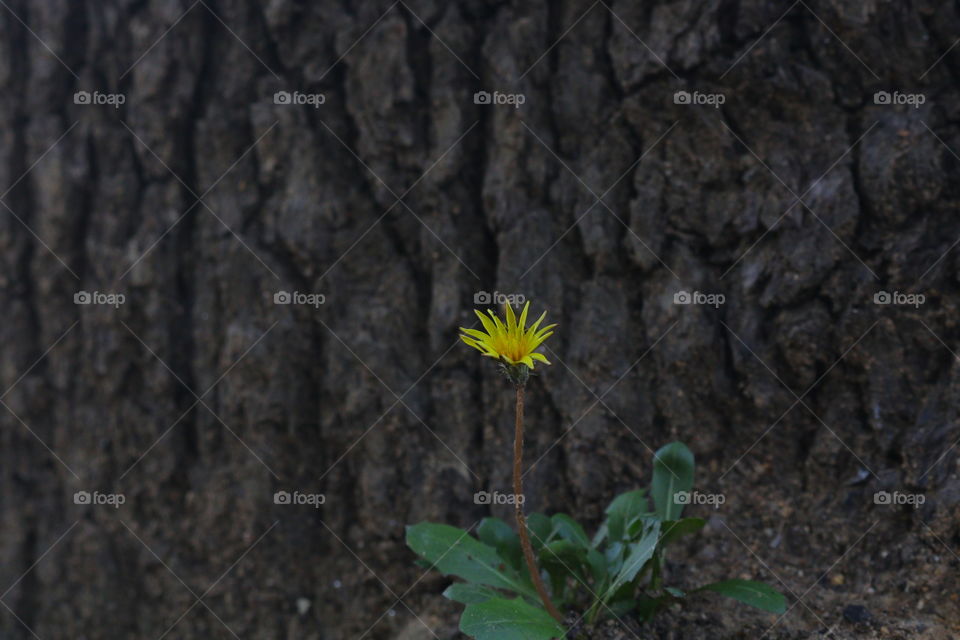 No Person, Flower, Nature, Flora, Growth