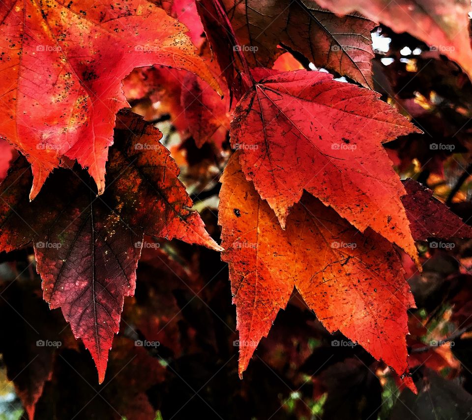 Maple leaves