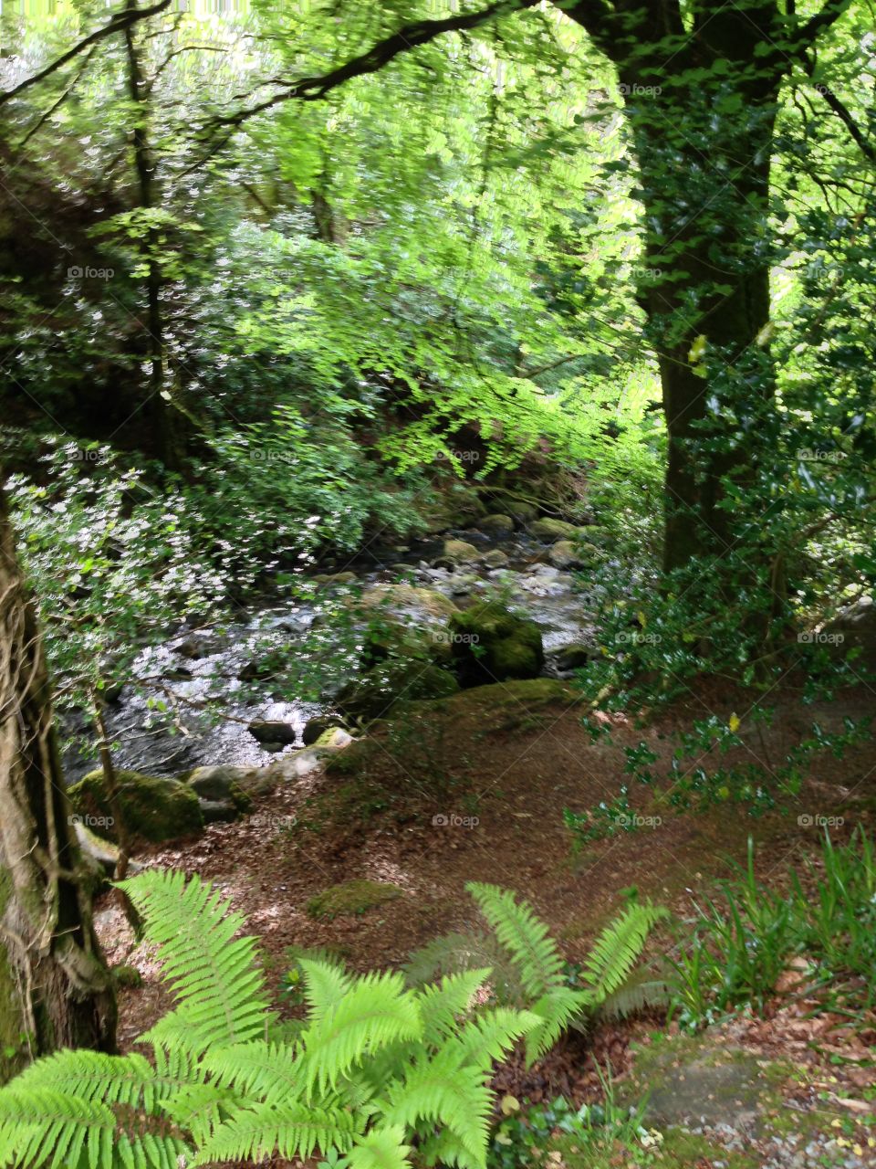 Irish forest