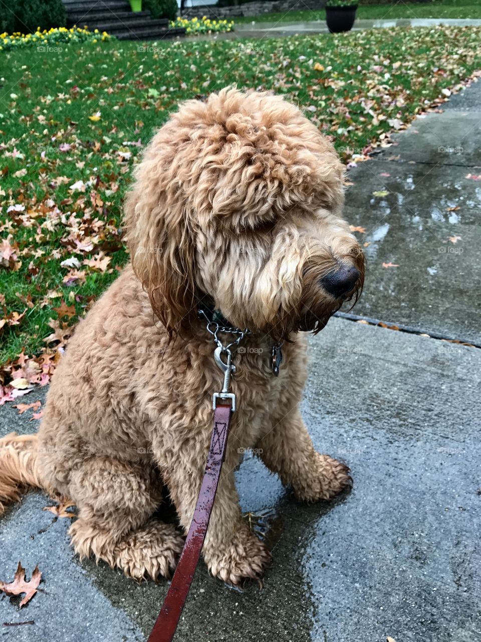 Wet and muddy dog walk. He's not to happy with that! 😂