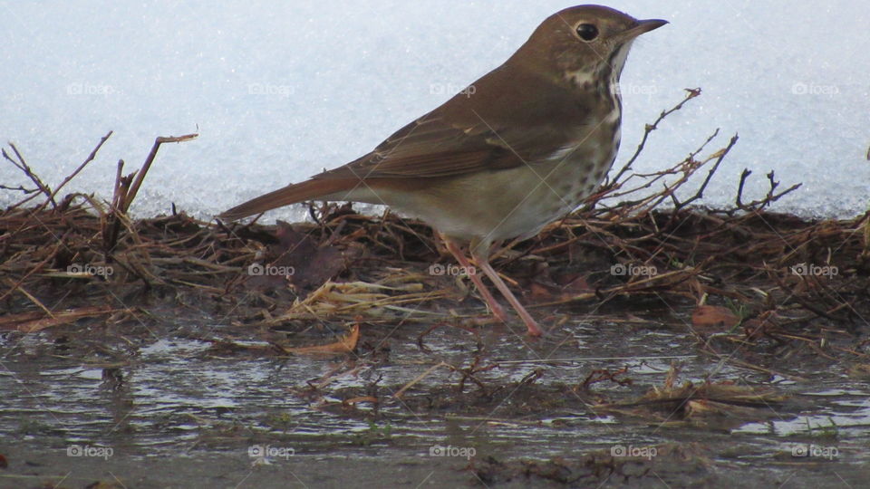 Hermit thrush