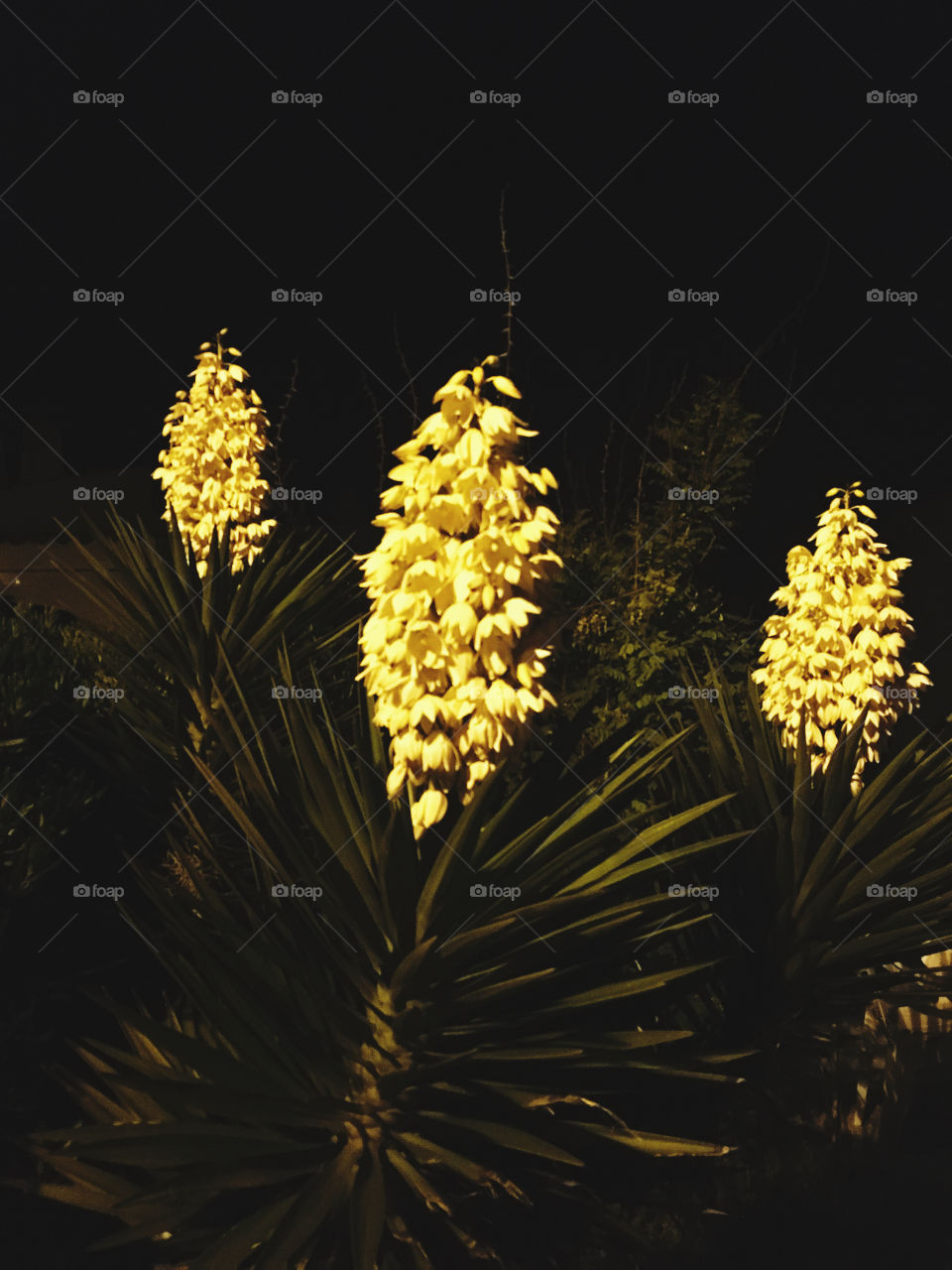 Hello flowers on black