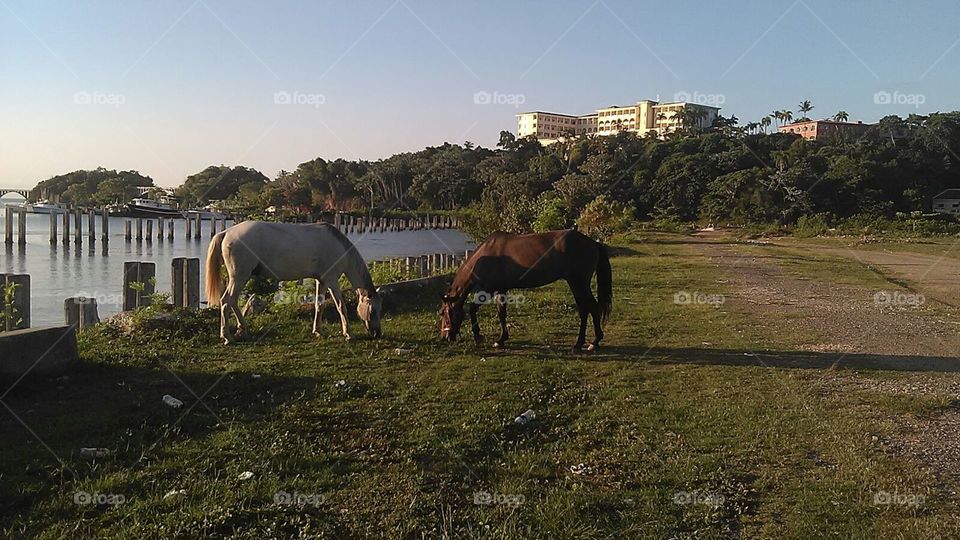 Horses grazing below the Bahia Principe on Samana Bay