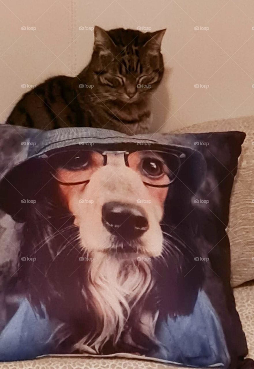 The fact that the dog is a pillow is a pure chance. Stellina loves to rest on the heads of people. Or animals.