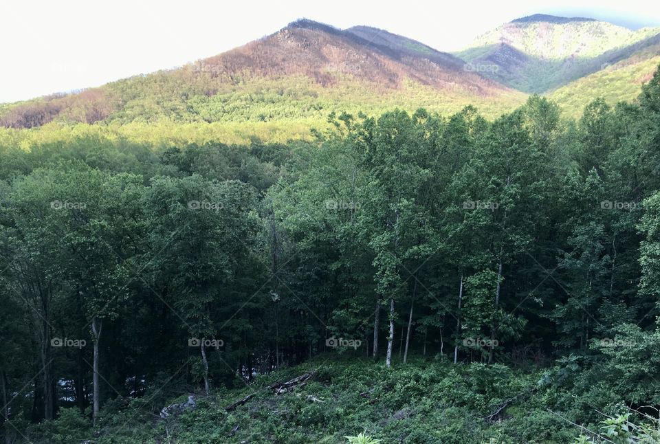 Smoky Mountains 