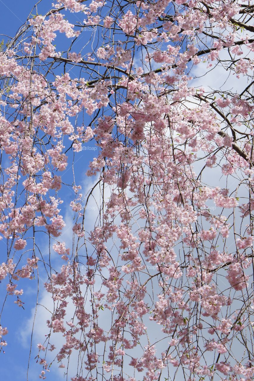 Low angle view of pink flowers on tree