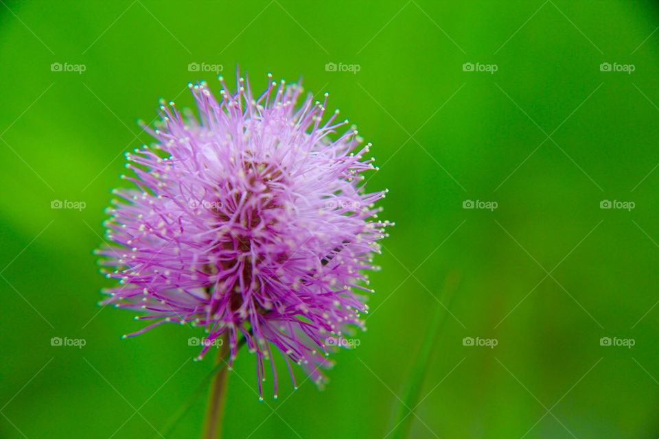 Pink bloom with bright green background