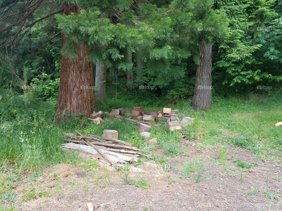 wood pile into the forrest