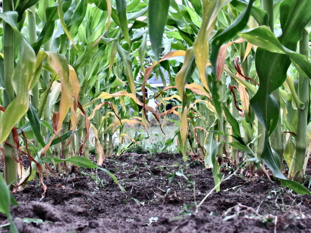 Corn stalks 