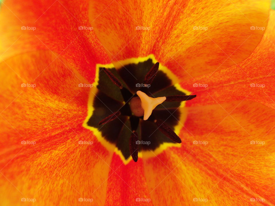 What's inside a flower