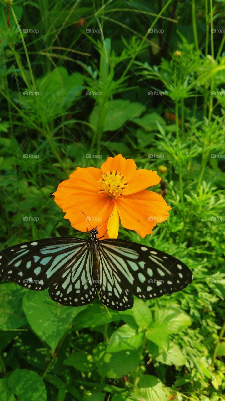 Butterfly and flower