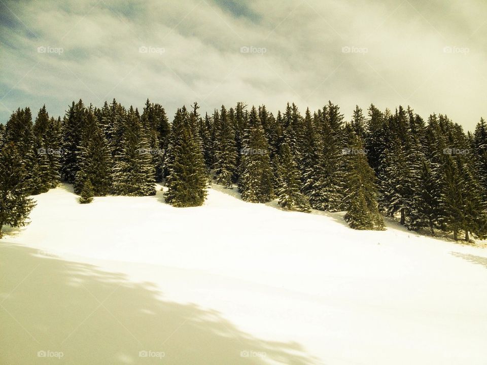 Snow Trees