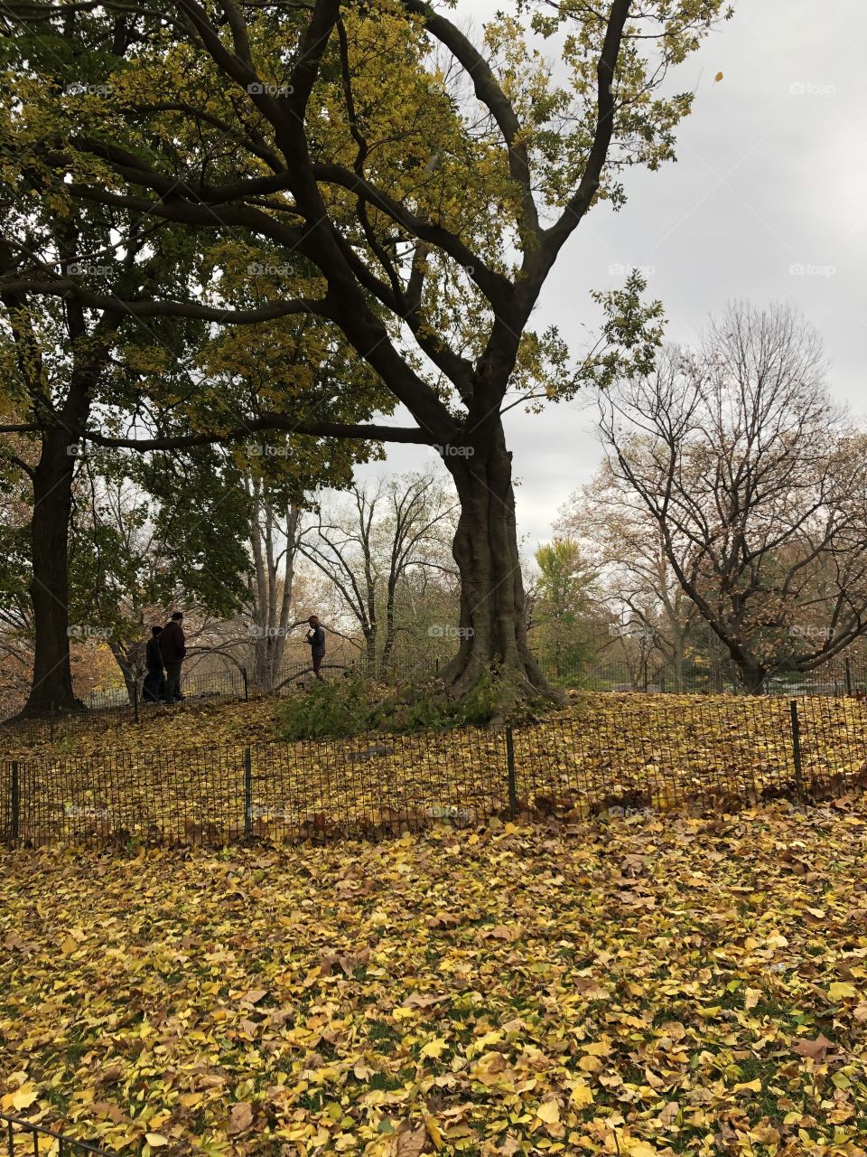 The main color of November