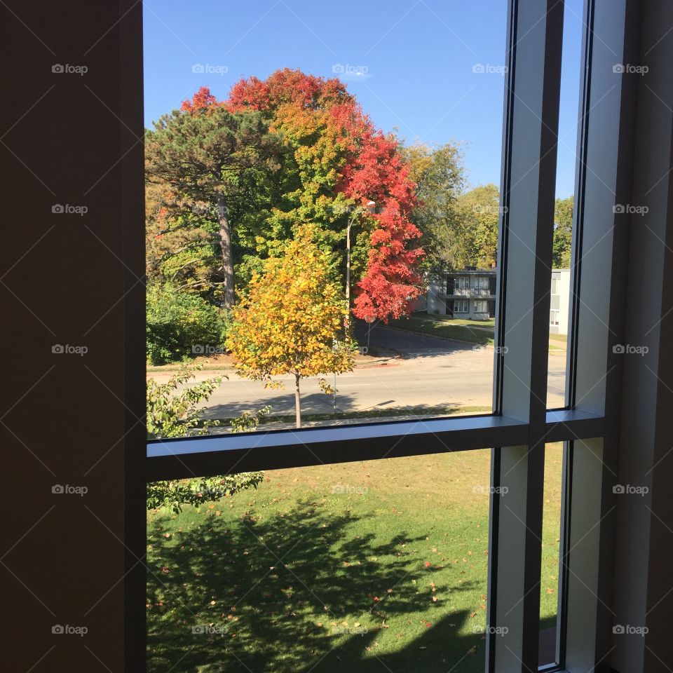 Window, Fall, Tree, Nature, Landscape