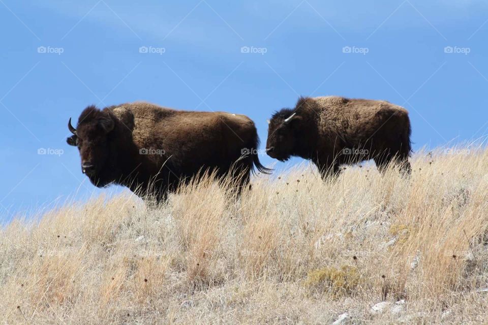 Buffalo / Bison