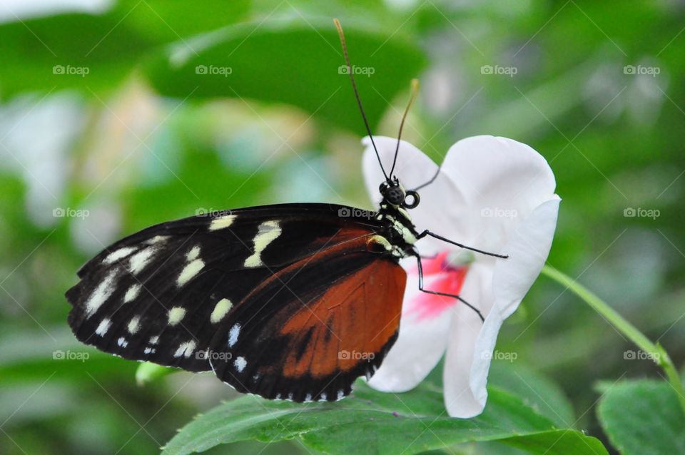 Butterfly white flower