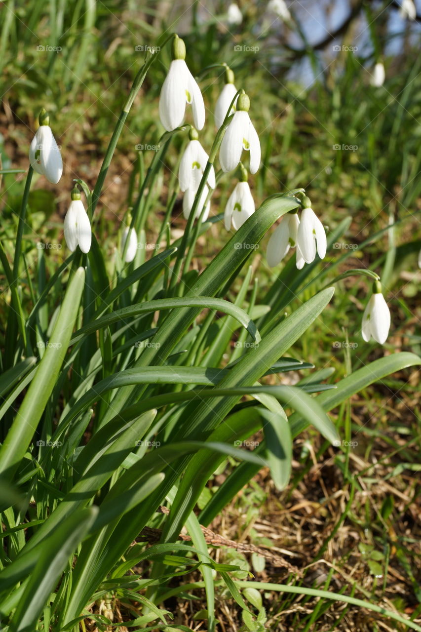 Perce-neige annonçant l'arrivée du printemps