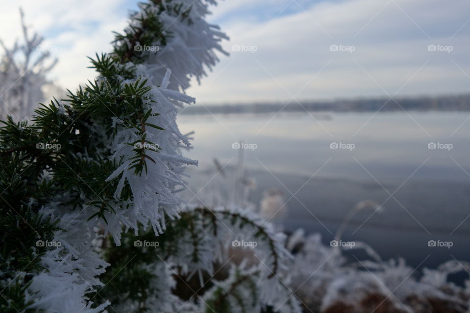 Snowy tree