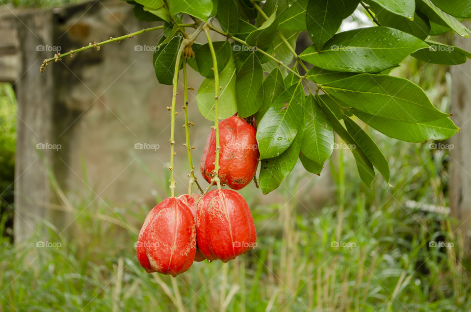 Ackee On Tree Outside