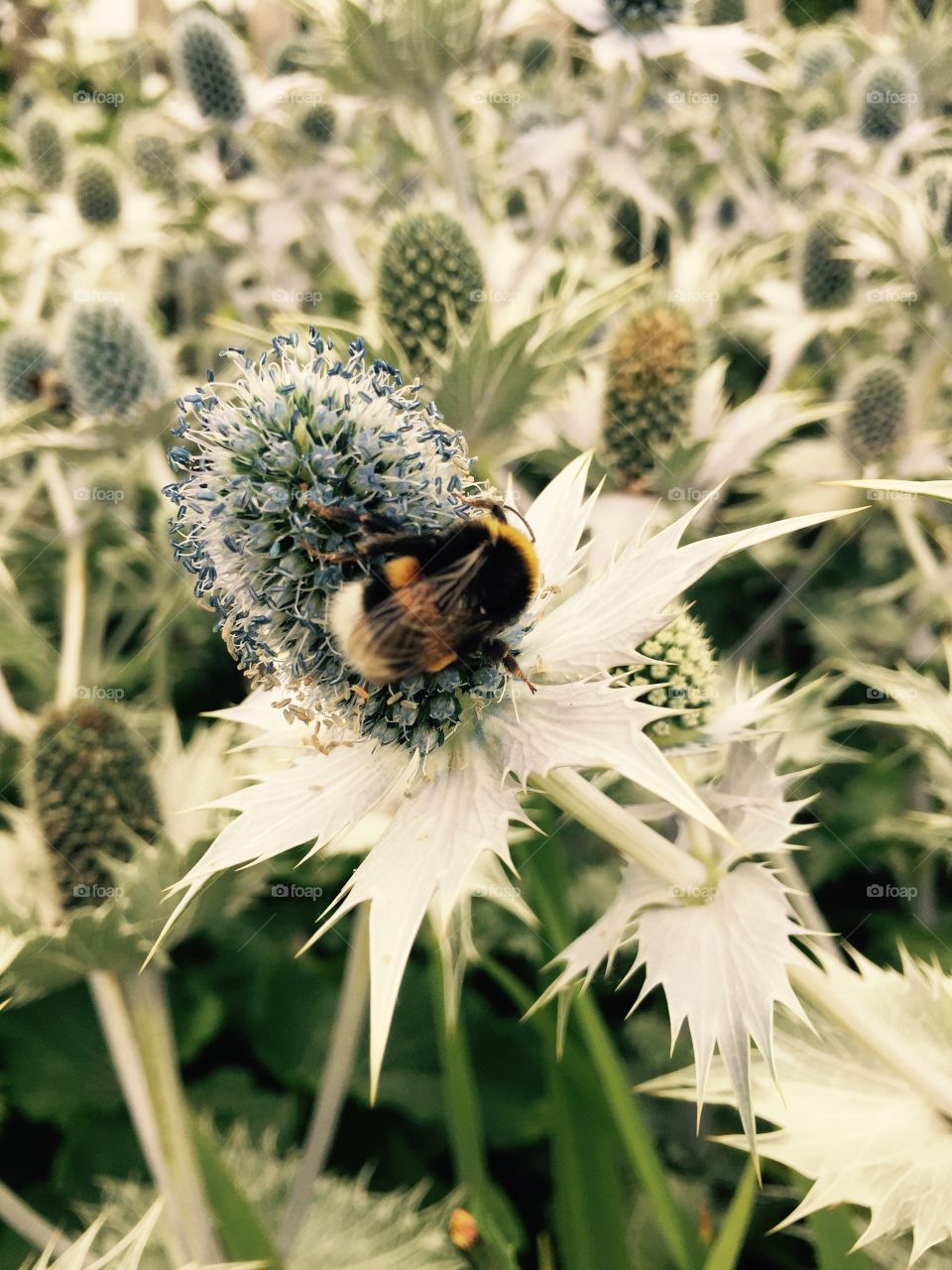 Bumblebee on flower. Bumblebee in Slottsträdgården 