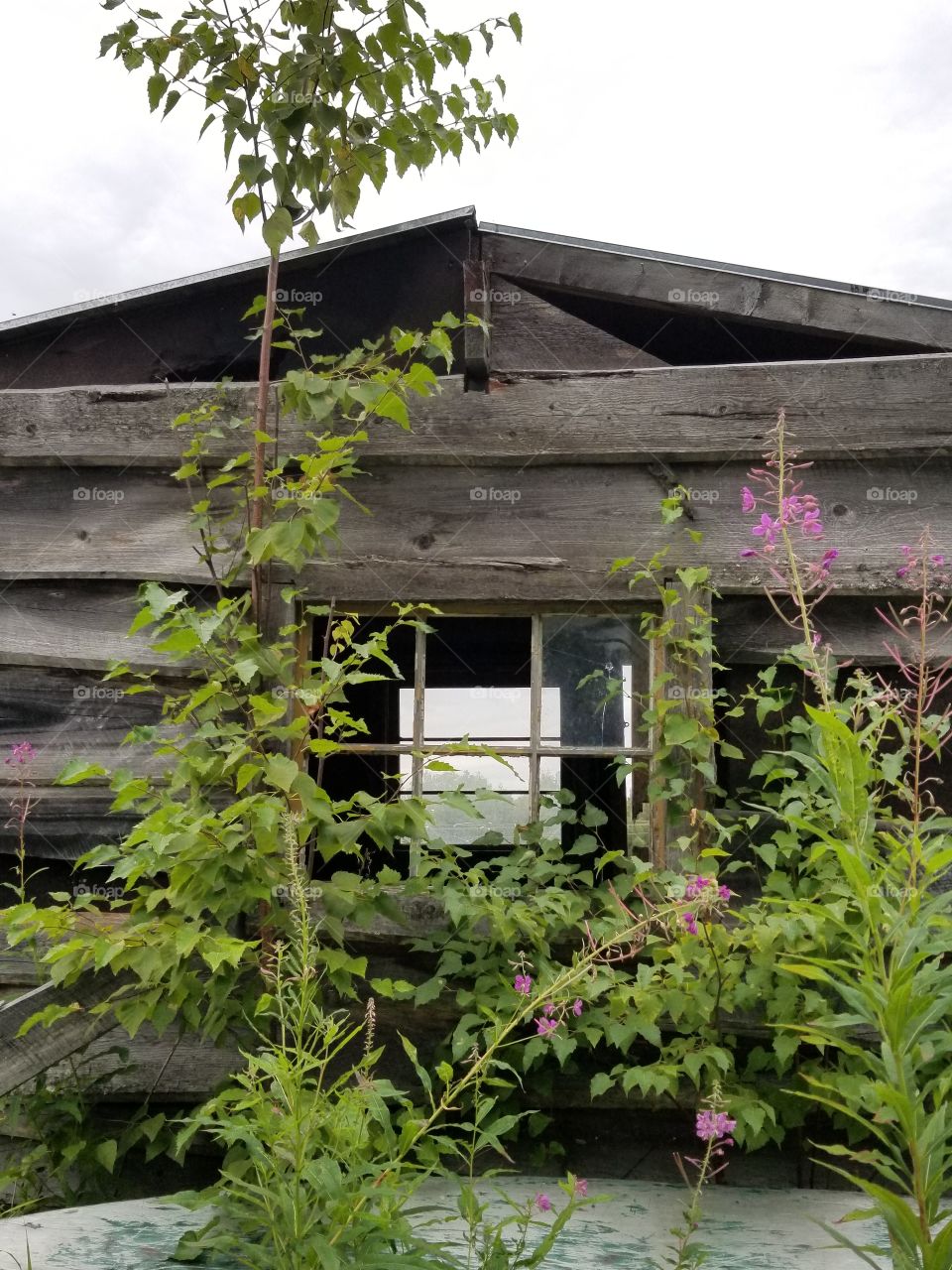 decayed building nature taking over