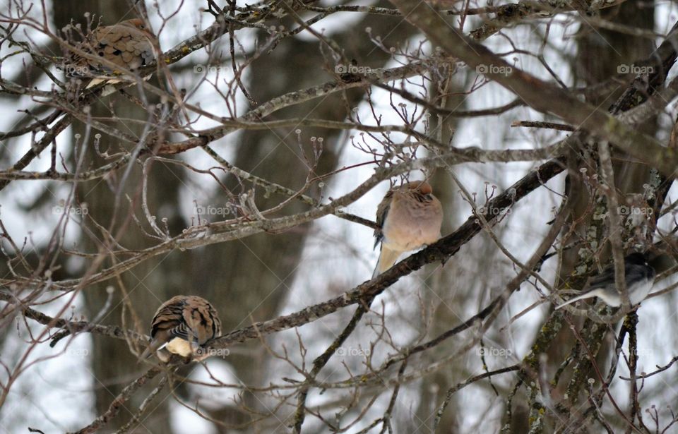 Mourning doves