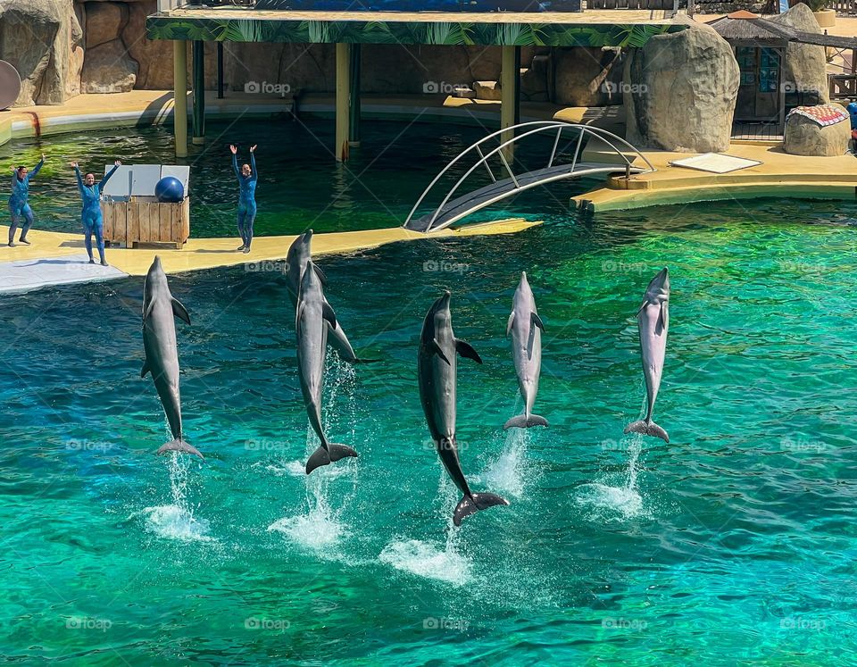 Jumping dolphins show