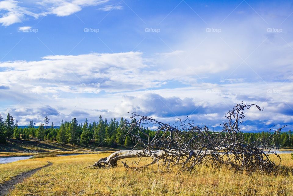 Lake Meadow Landscape