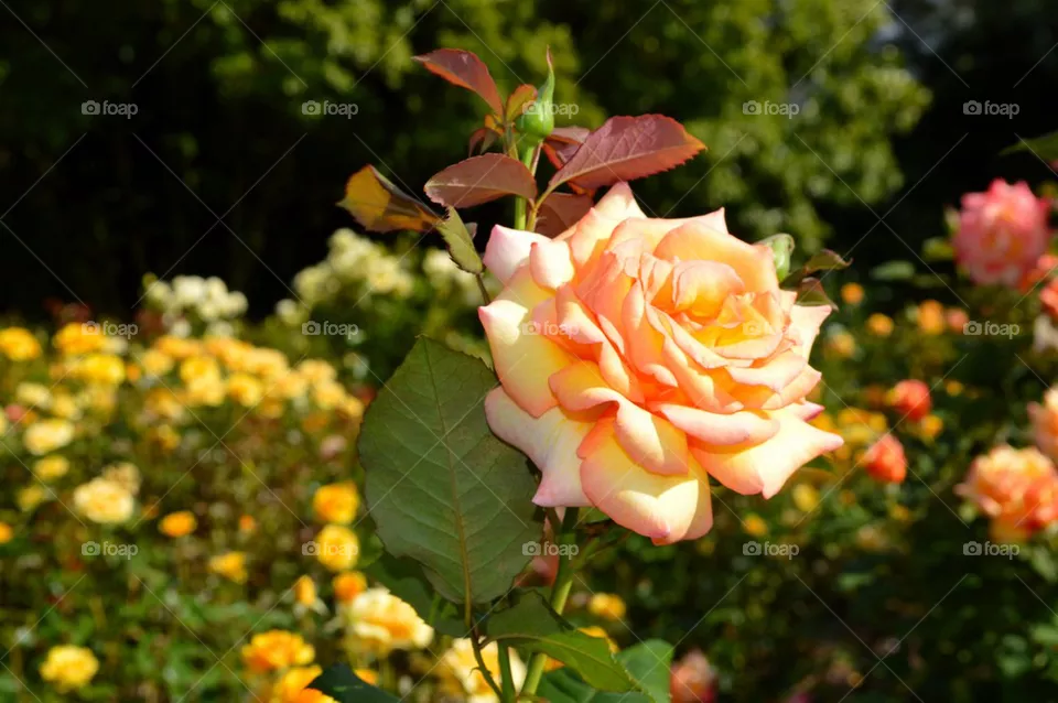 Rose